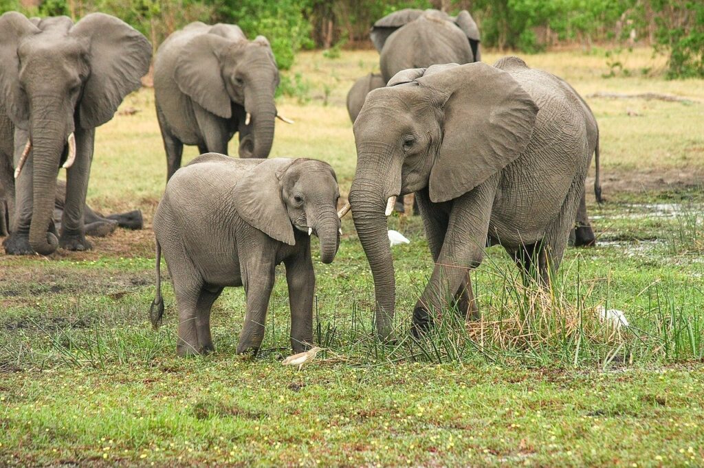 elephants, herd, family
