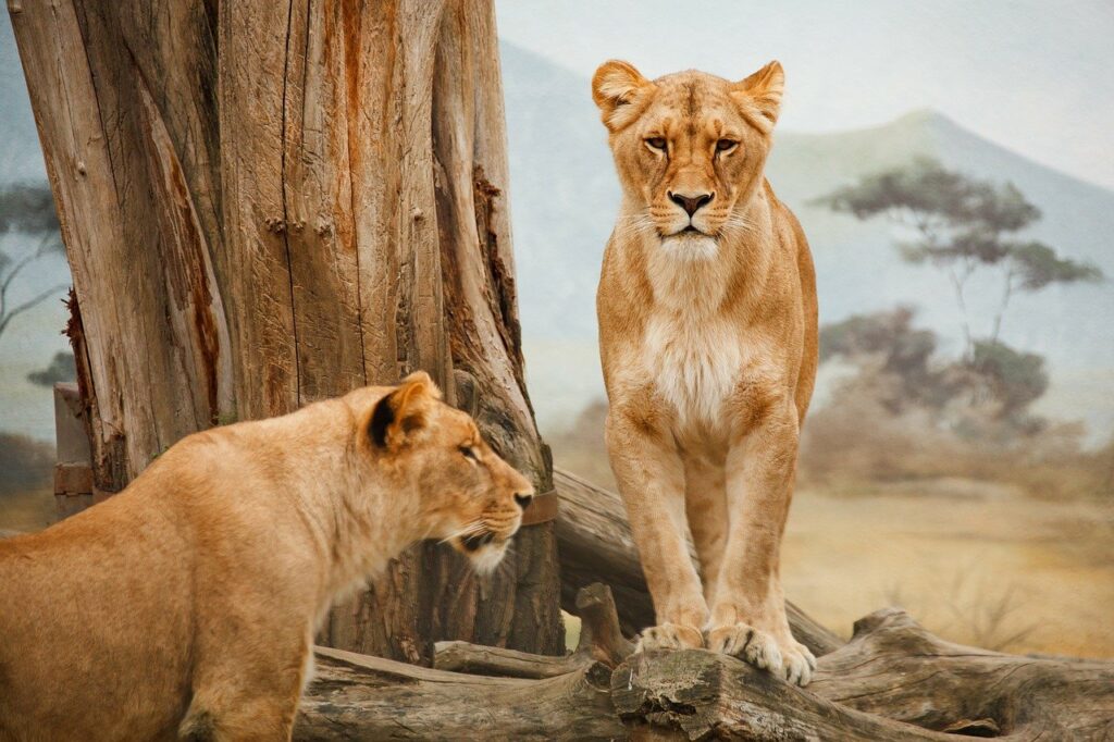 lions, animals, zoo